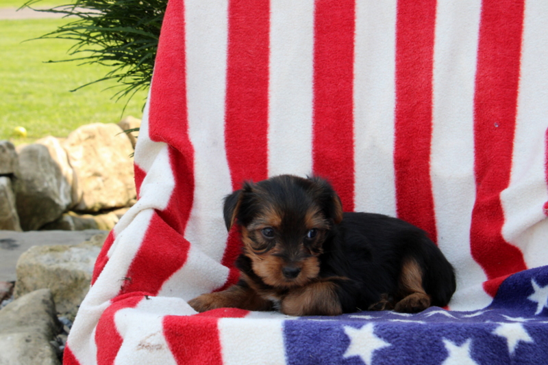 puppy, for, sale, Yorkshire Terrier, Matthew B. Stoltzfus, dog, breeder, Gap, PA, dog-breeder, puppy-for-sale, forsale, nearby, find, puppyfind, locator, puppylocator, aca